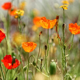 Blumenwiese